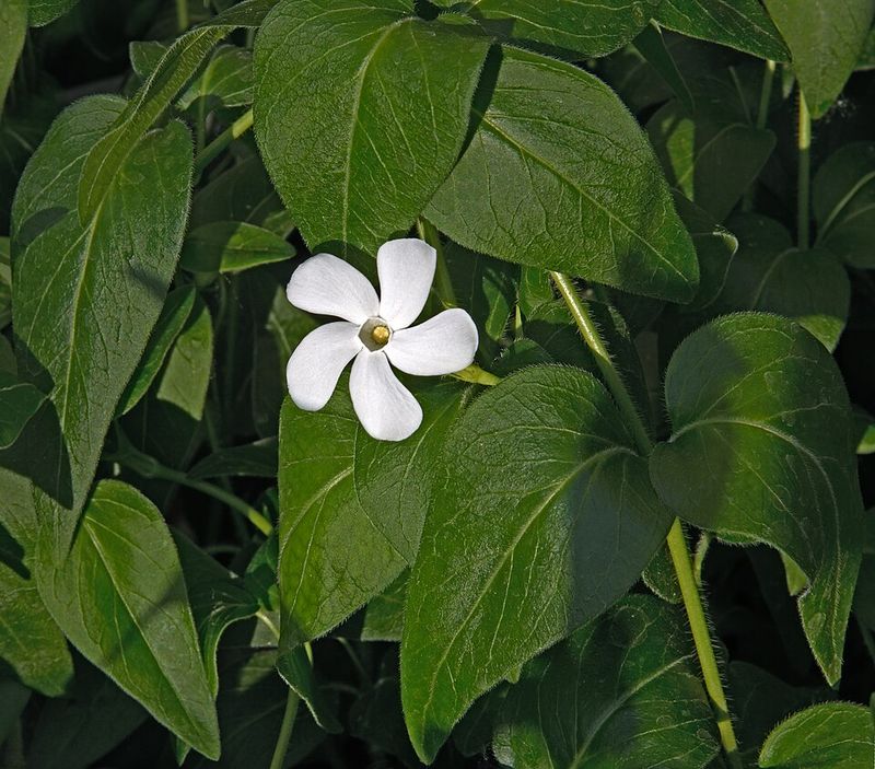 Vinca