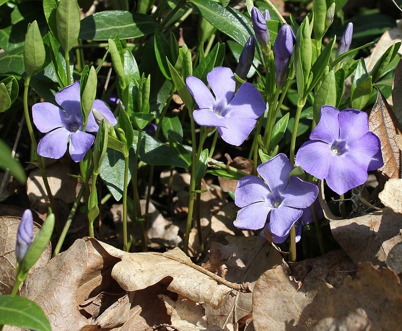 Vinca