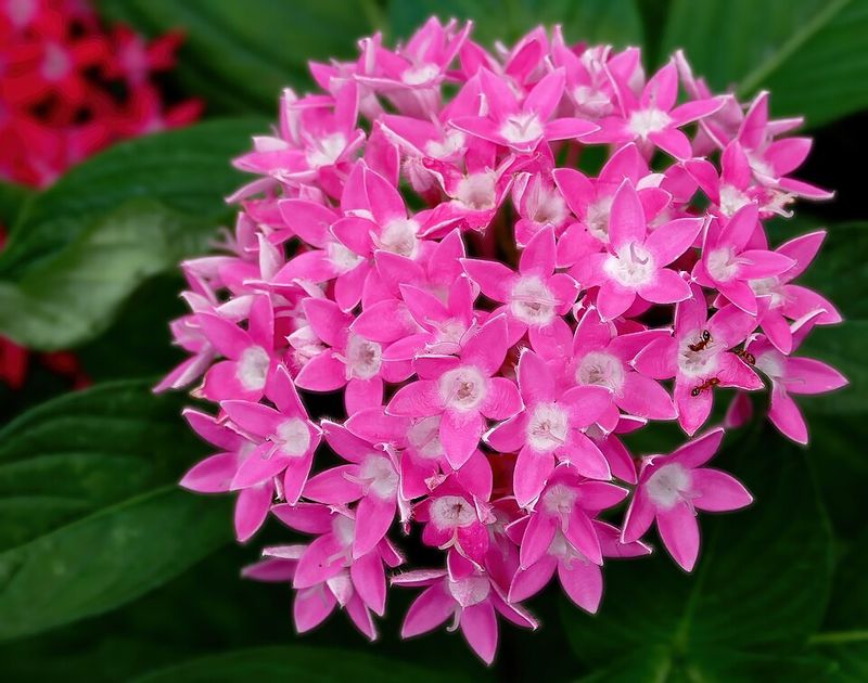 Pentas