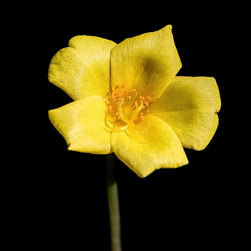 Purslane