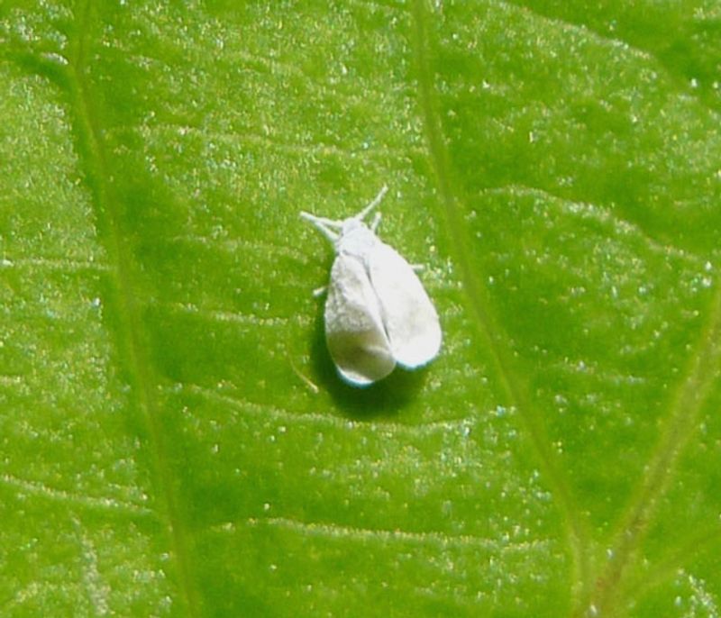 Whiteflies