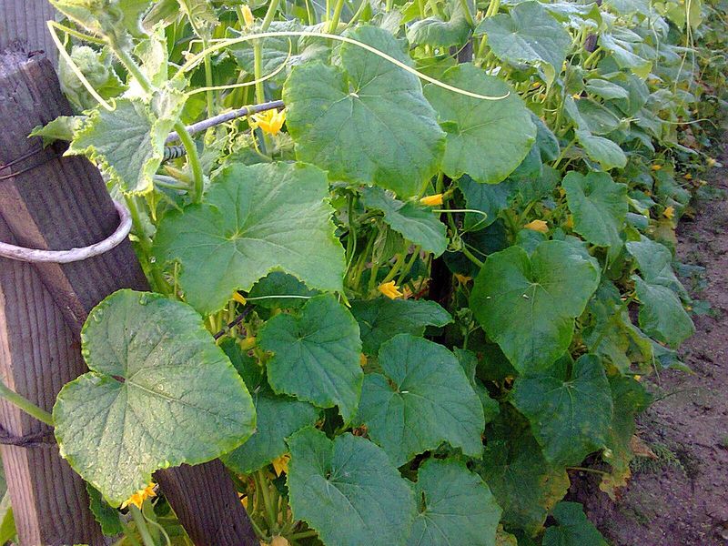 Cucumbers