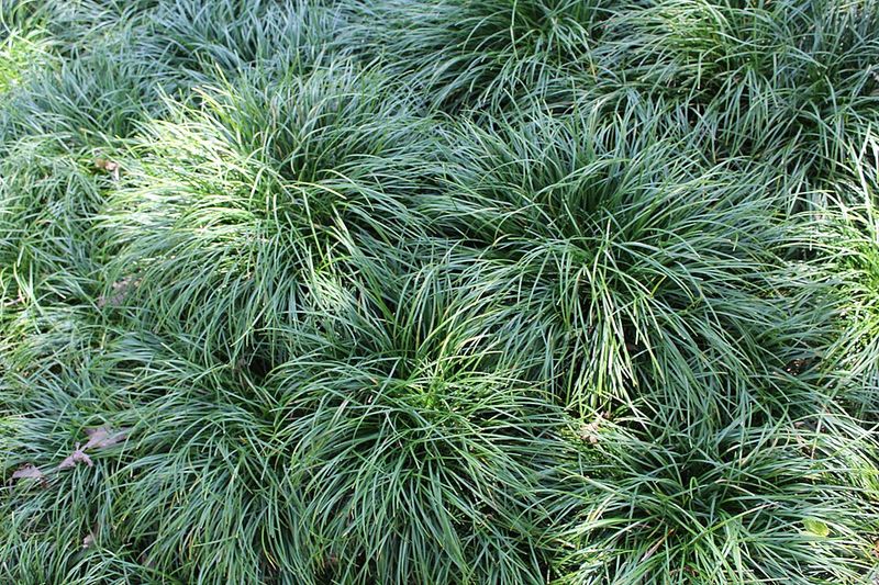 Dwarf Mondo Grass