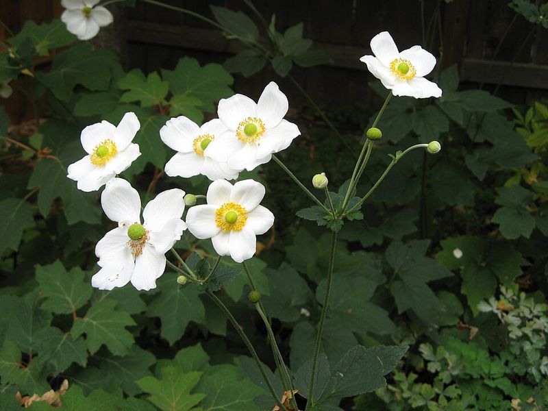 Japanese Anemone