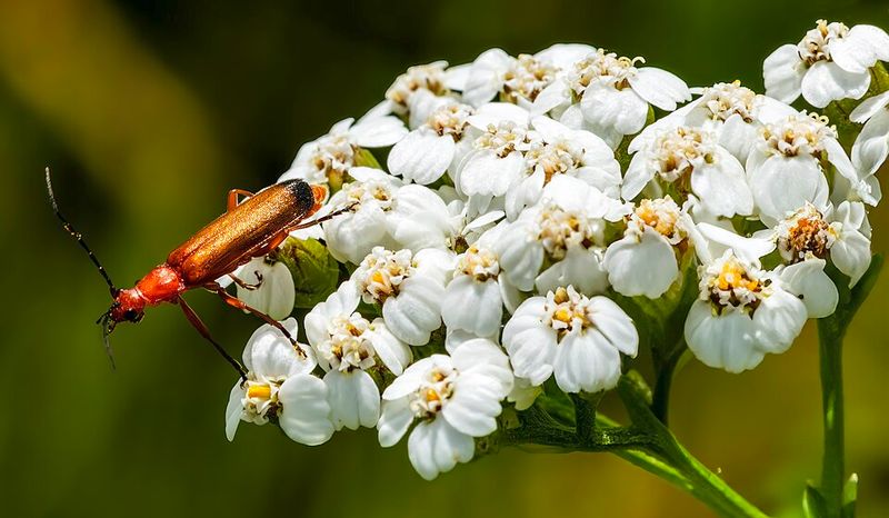 Yarrow