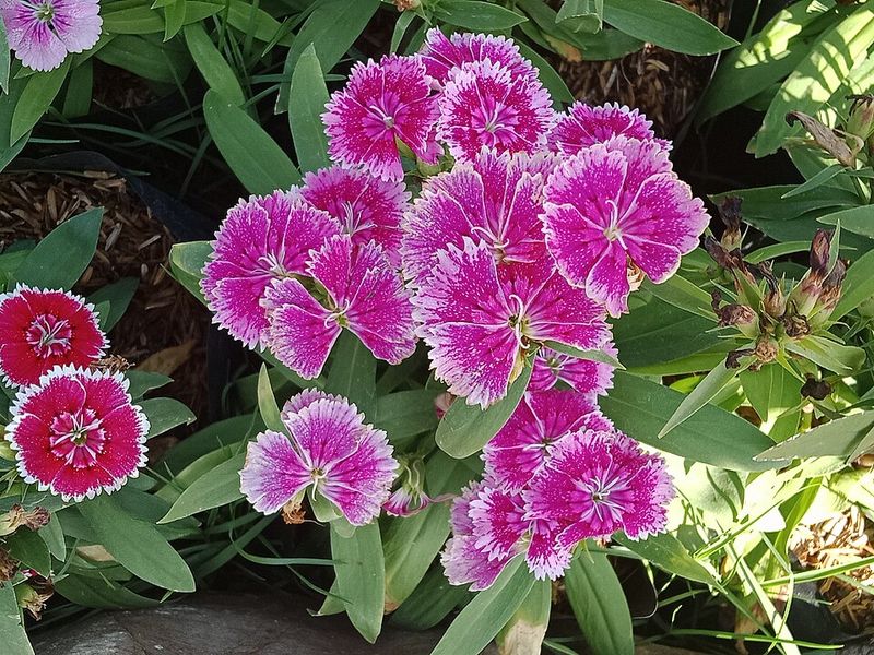 Dianthus