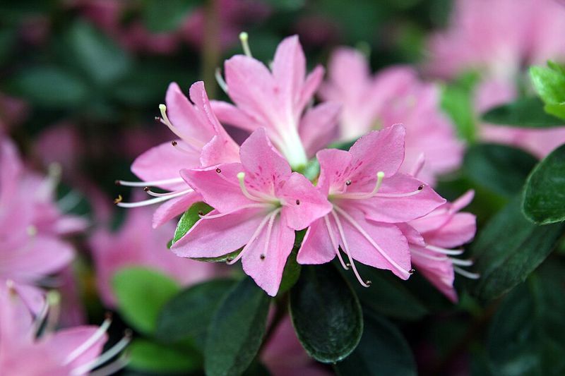 Coral Bells