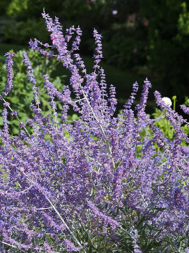 Russian Sage