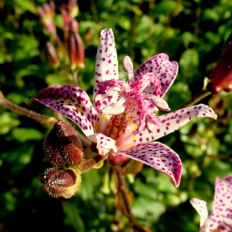 Toad Lily