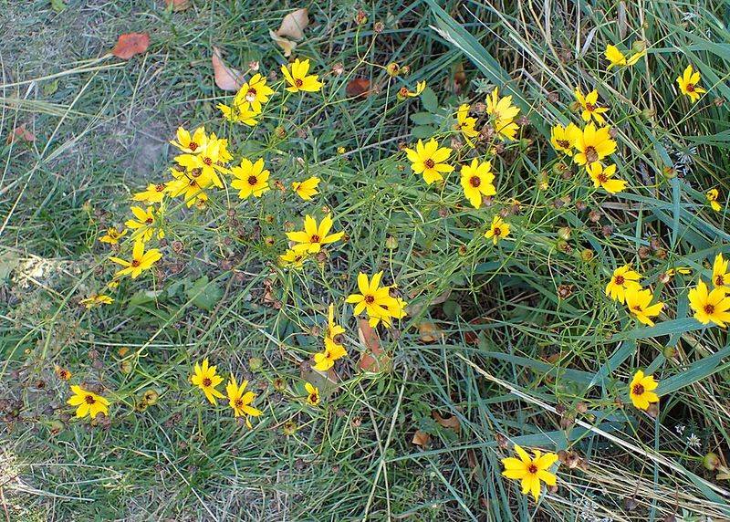 Coreopsis