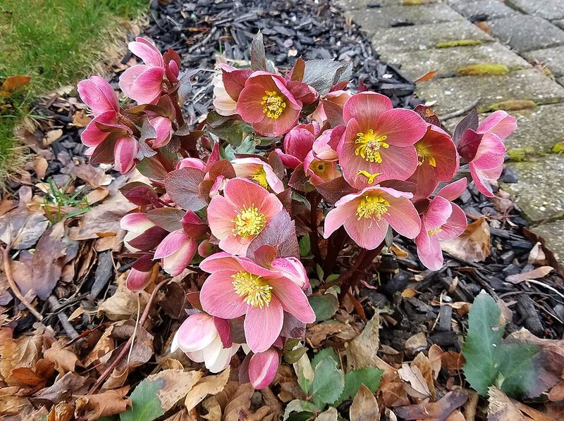 Hellebore