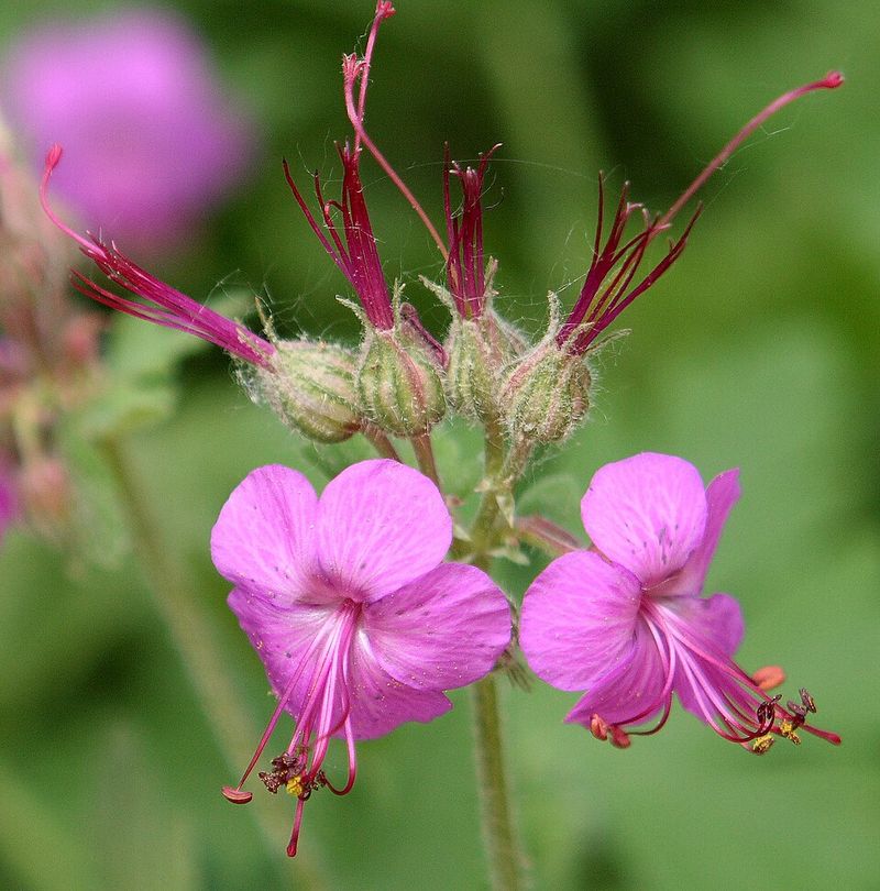 Hardy Geranium