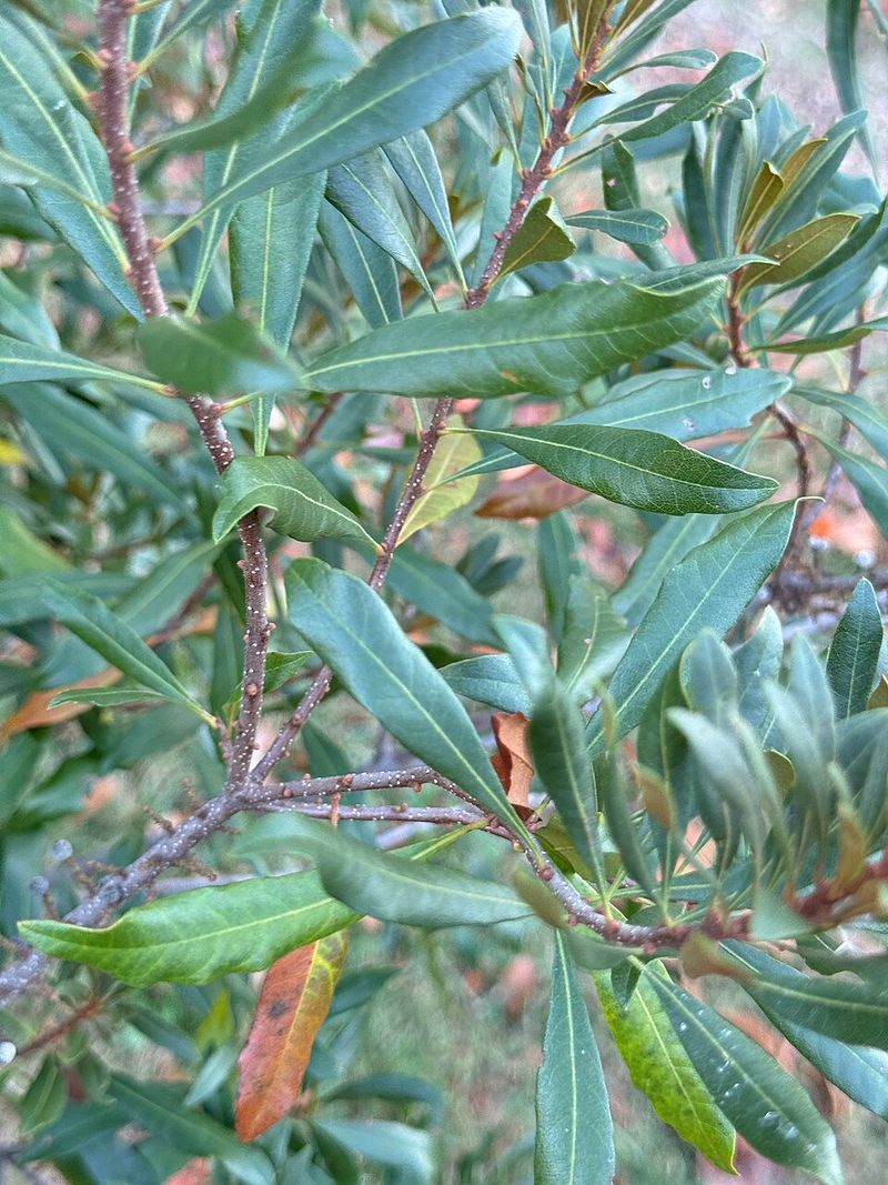 Southern Wax Myrtle