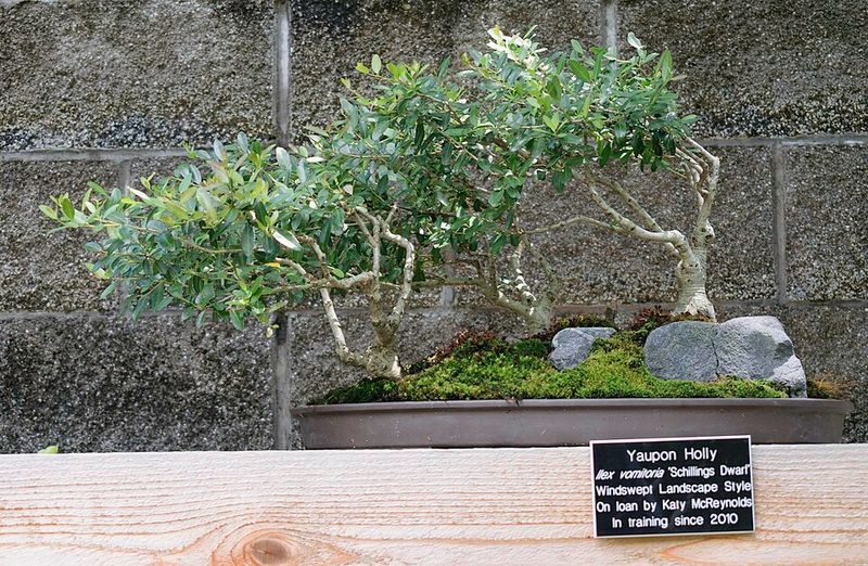 Yaupon Holly