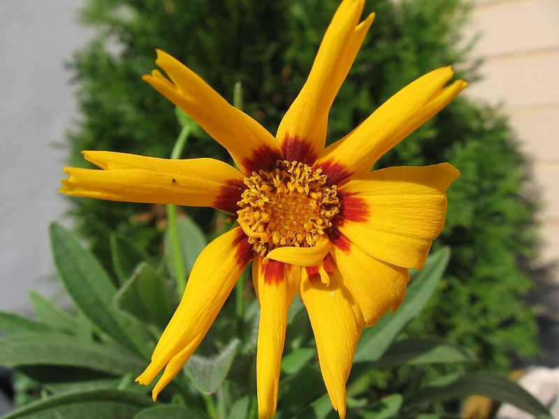 Coreopsis