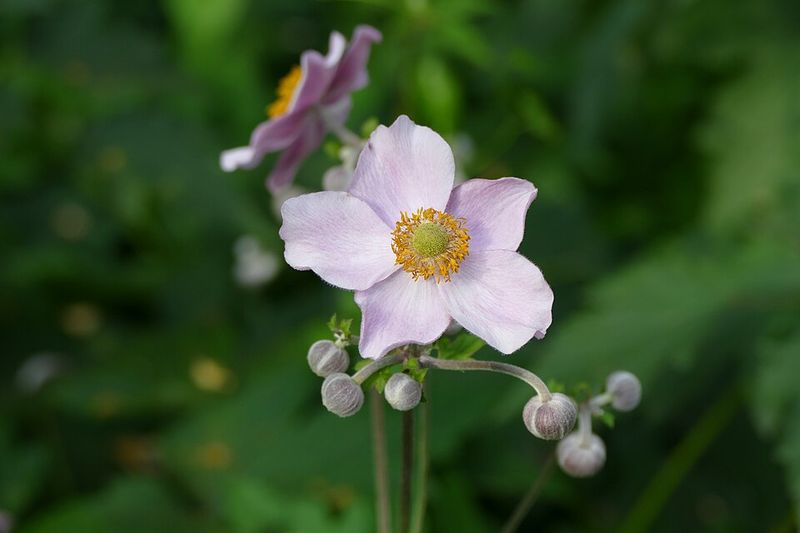 Japanese Anemone