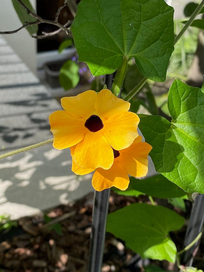Black-Eyed Susan