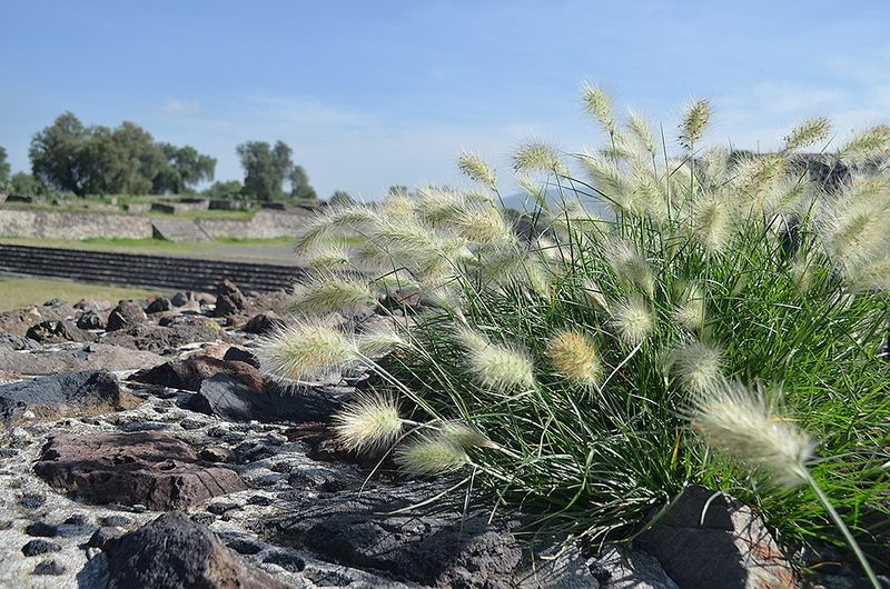 Mexican Feather Grass