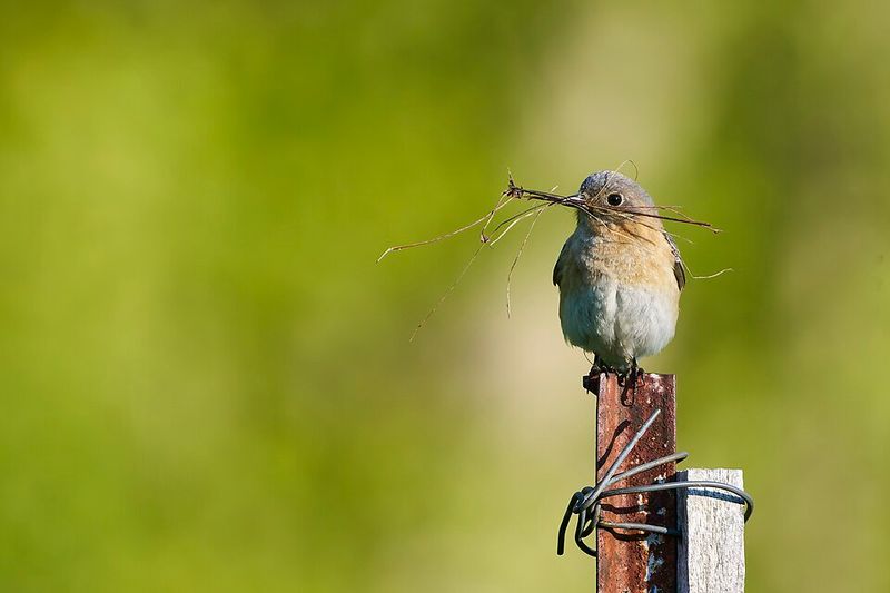 Use Predator Guards On Nest Boxes