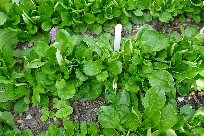 Plant For Airflow And Faster Drying