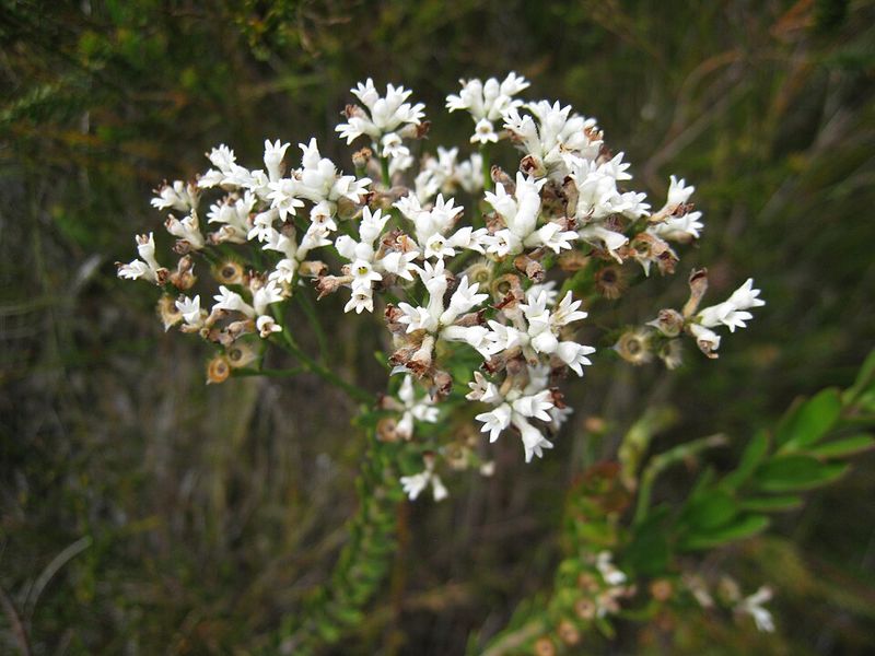 Smokebush
