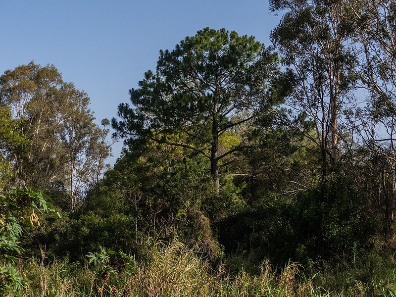 Slash Pine