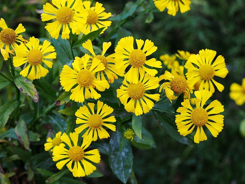 False Sunflower