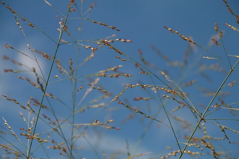 Switchgrass