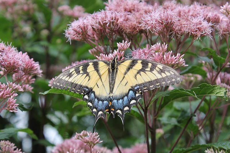 Joe-Pye Weed