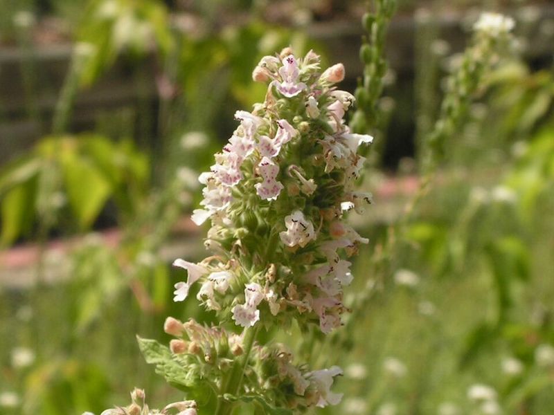Catmint