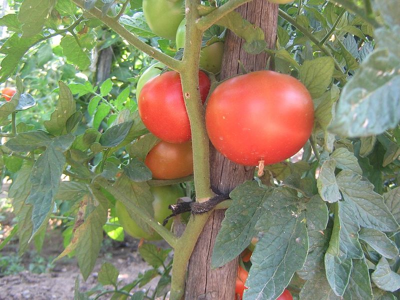 Harvesting a Little Too Late