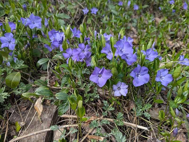 Vinca Minor