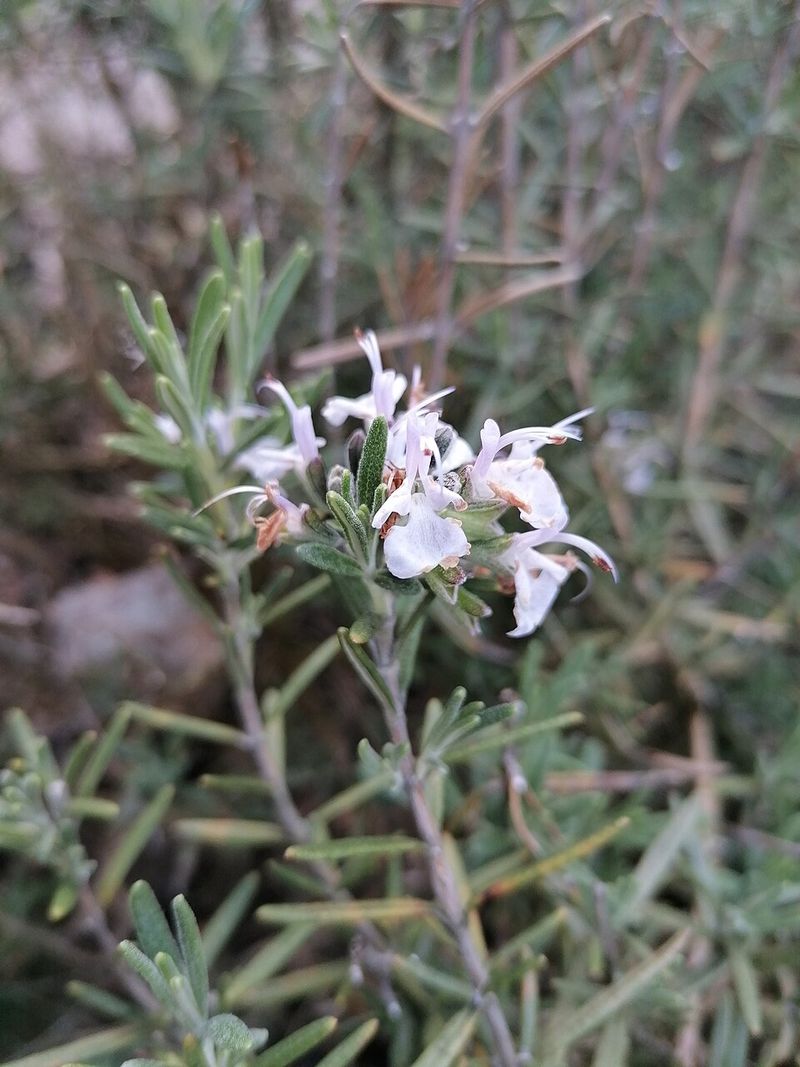 Rosemary