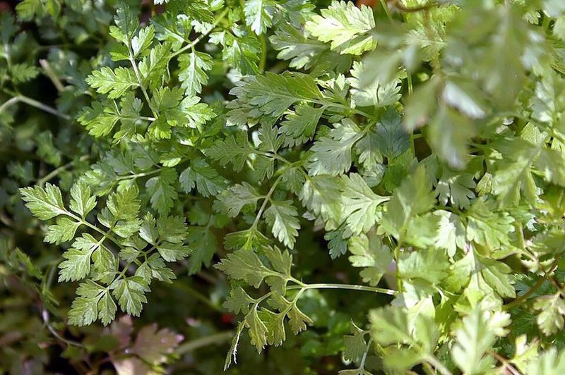 Parsley and Chervil