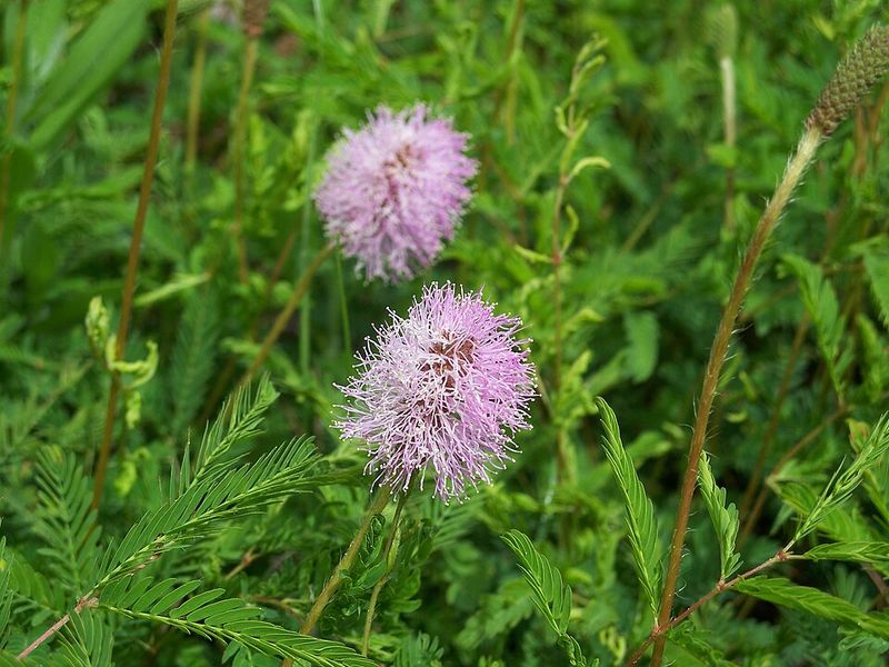 Sunshine Mimosa