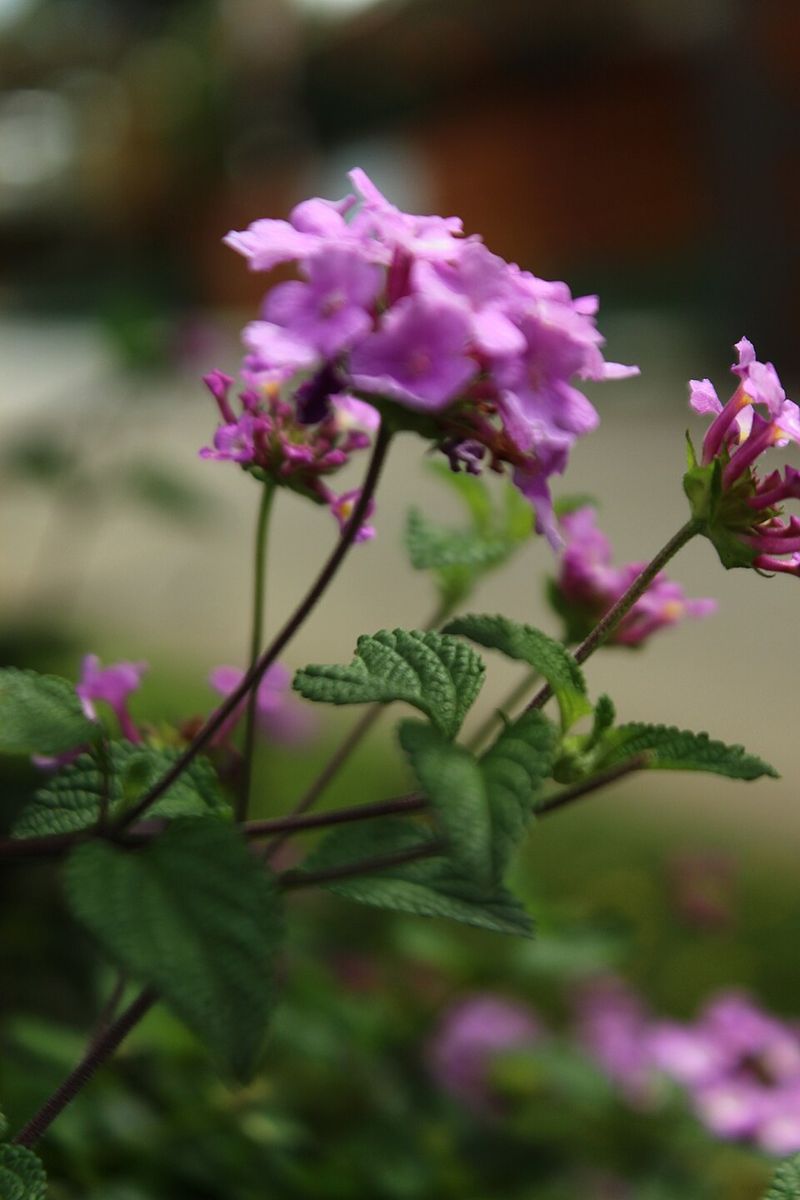 Trailing Lantana