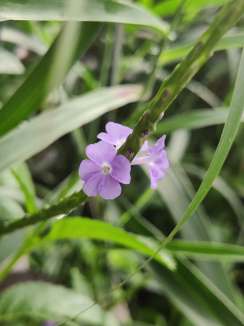 Blue Porterweed