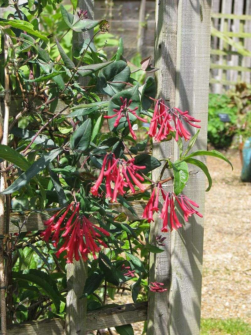 Coral Honeysuckle