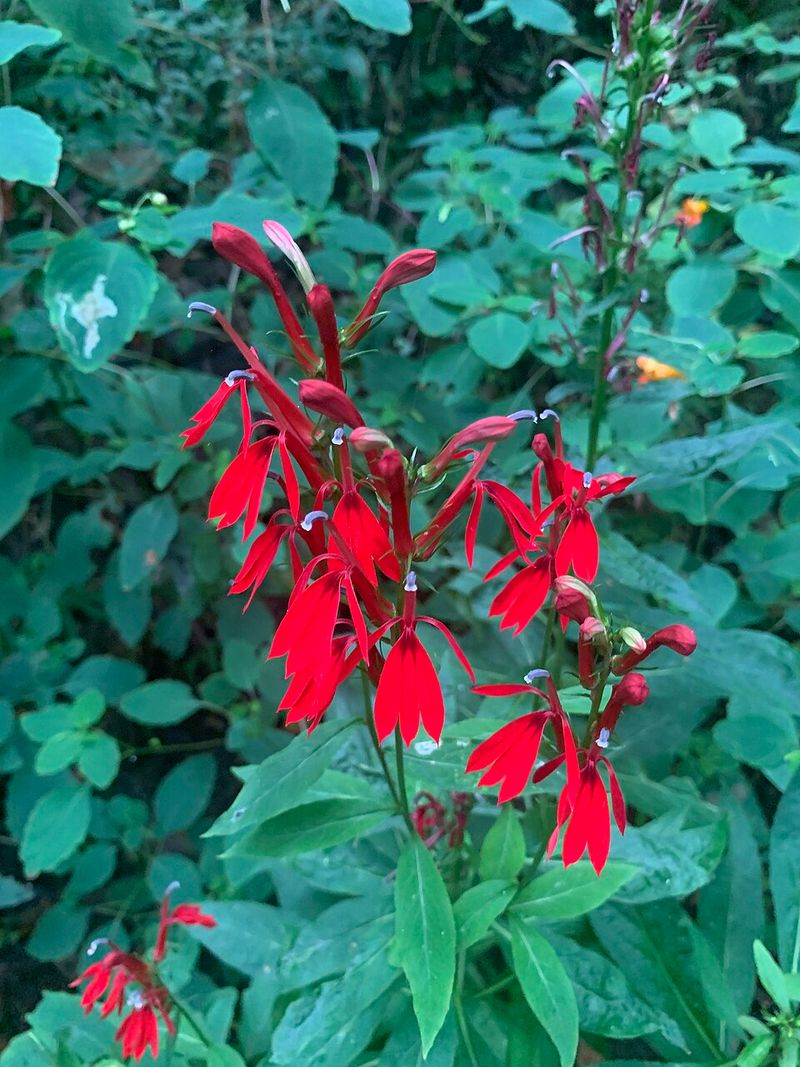 Cardinal Flower
