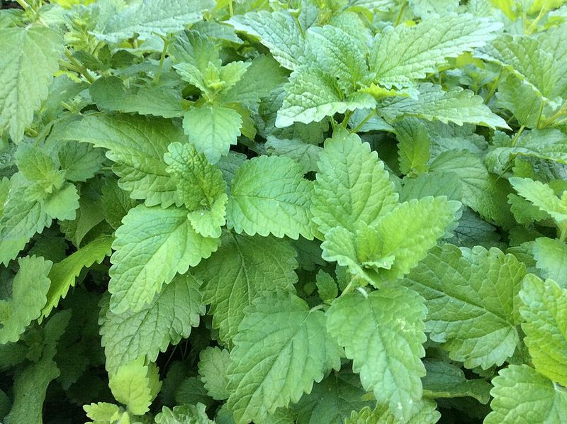 Lemon Balm