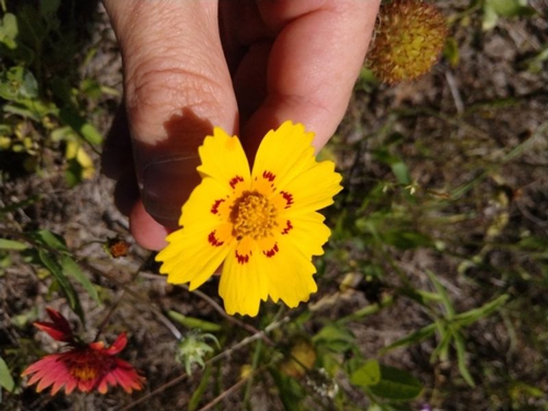 Coreopsis