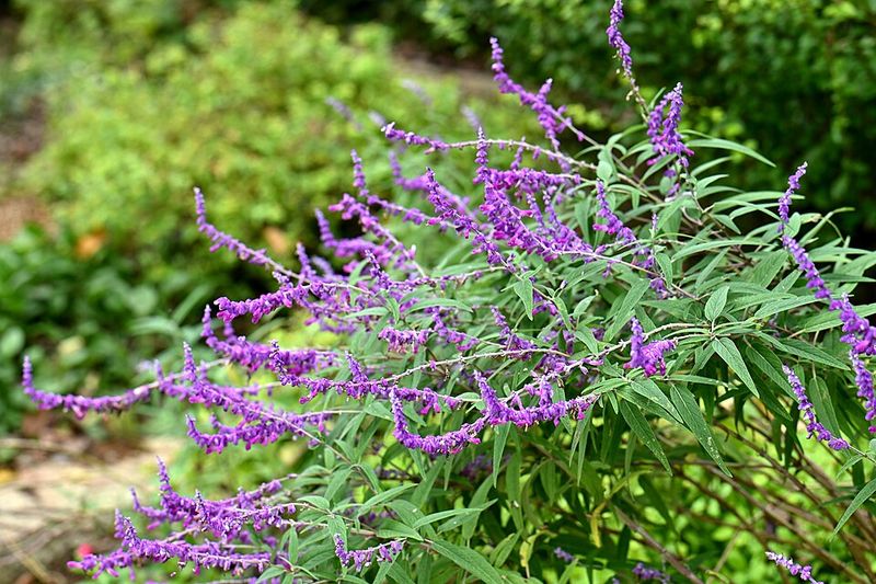 Mexican Bush Sage