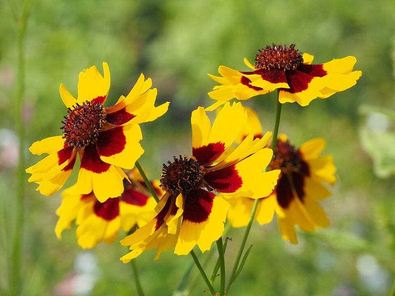 Coreopsis