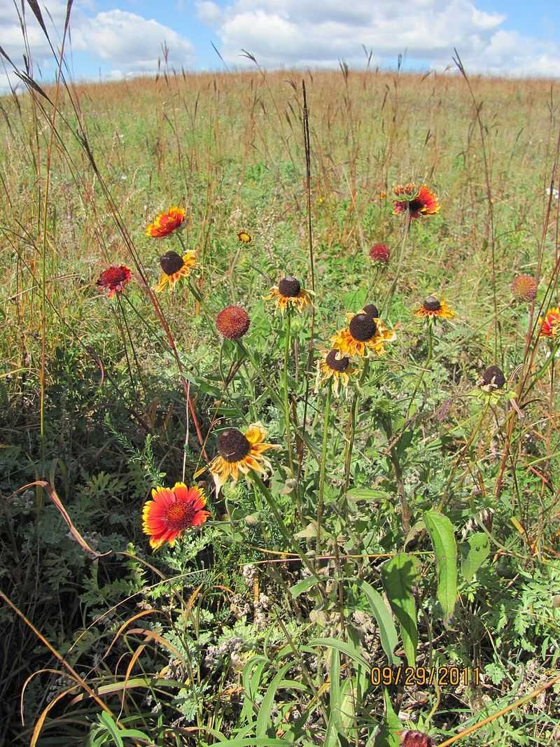 Blanket Flower