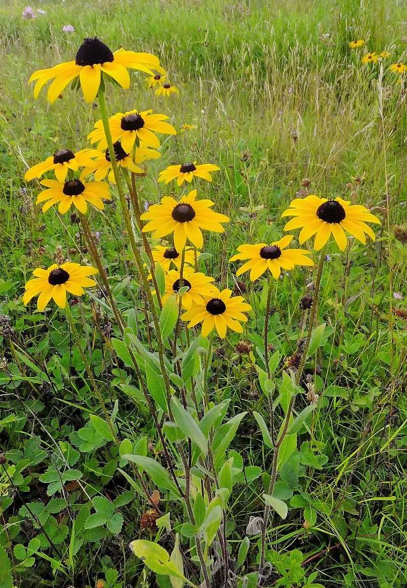 Black-Eyed Susan