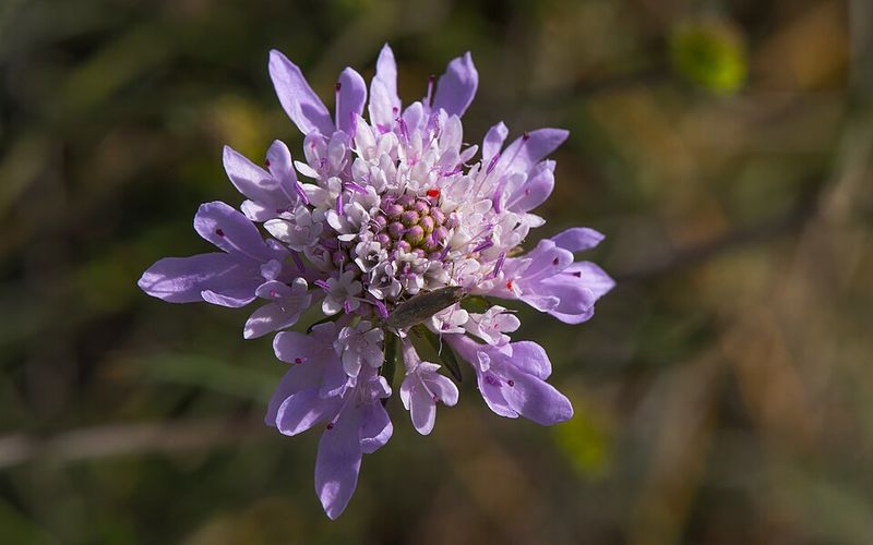 Scabiosa