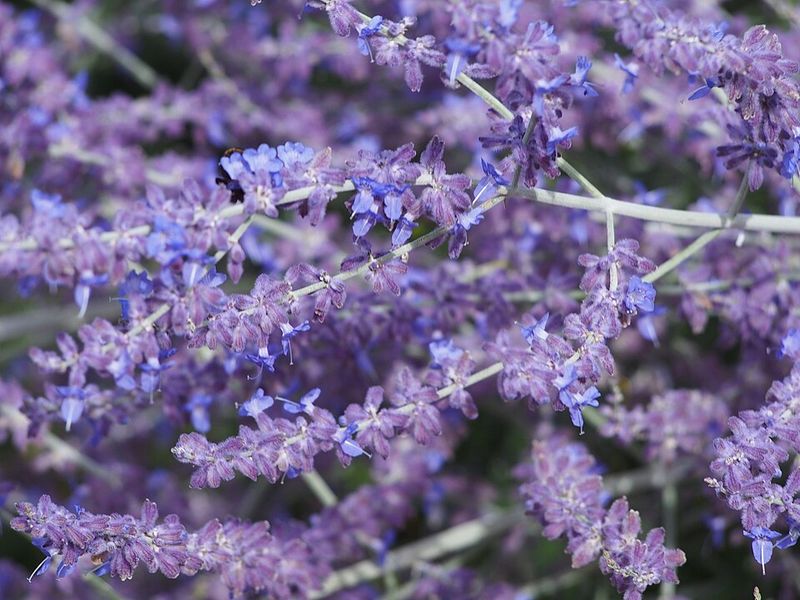 Russian Sage