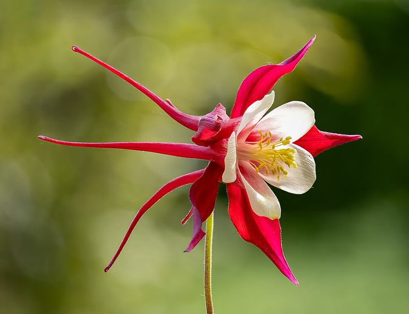 Wild Columbine