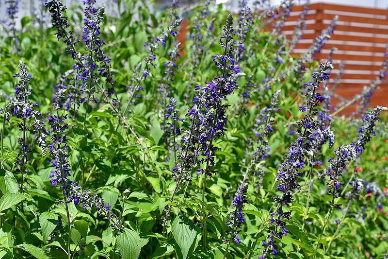 Salvia