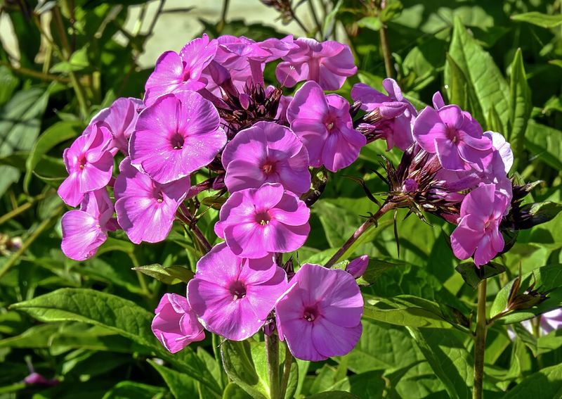 Garden Phlox